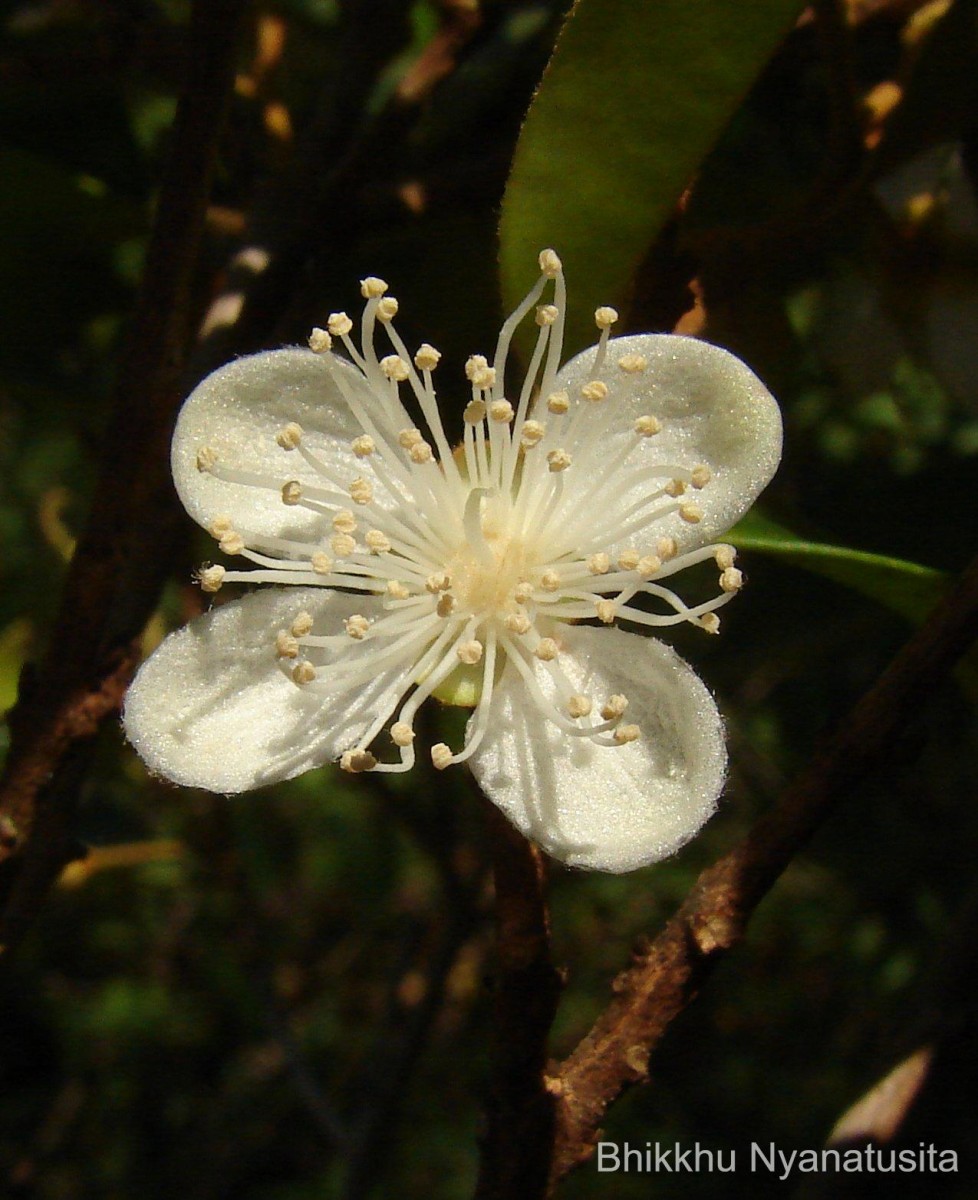 Eugenia roxburghii DC.